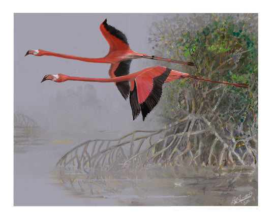 Everglades Flamingos