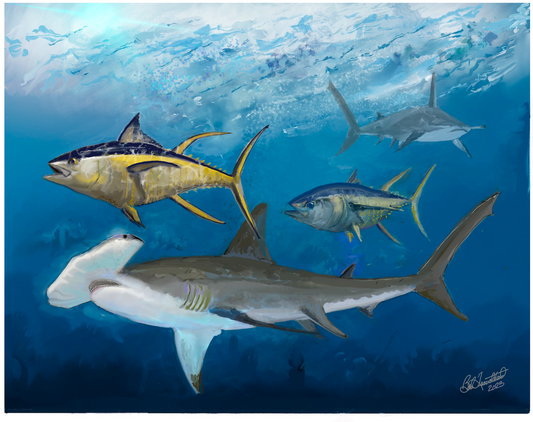 Hammerheads and Yellow Fin Tuna
