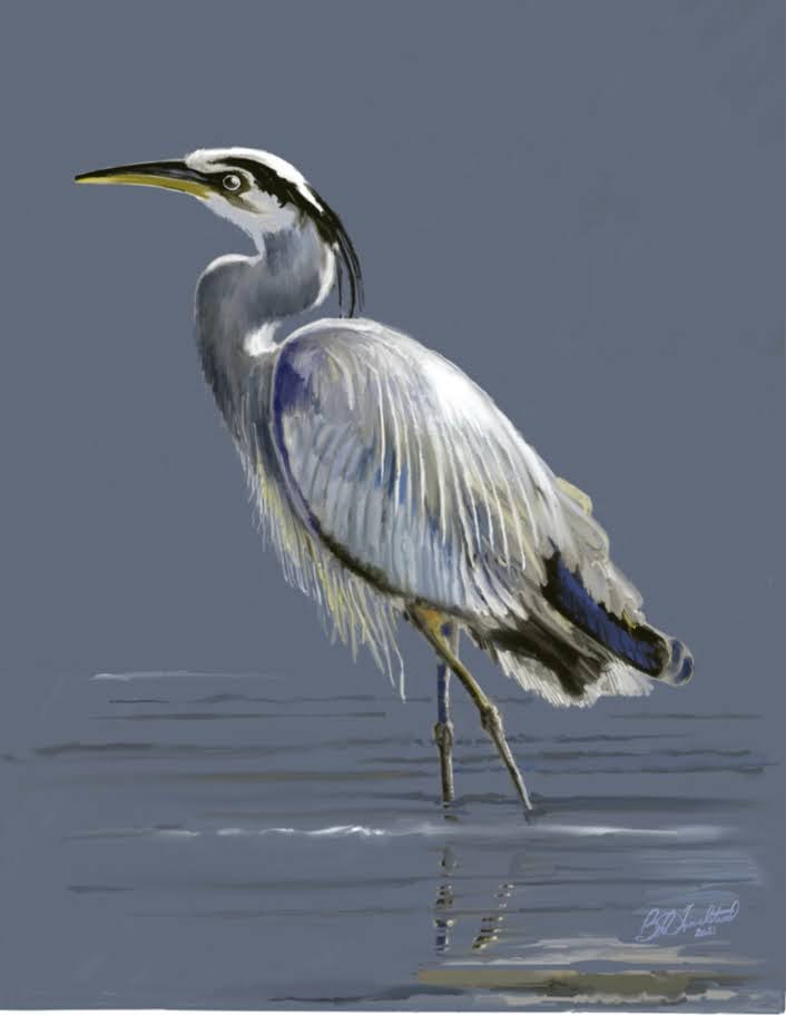 Great Blue Heron